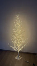 8 FT White Birch Tree B429