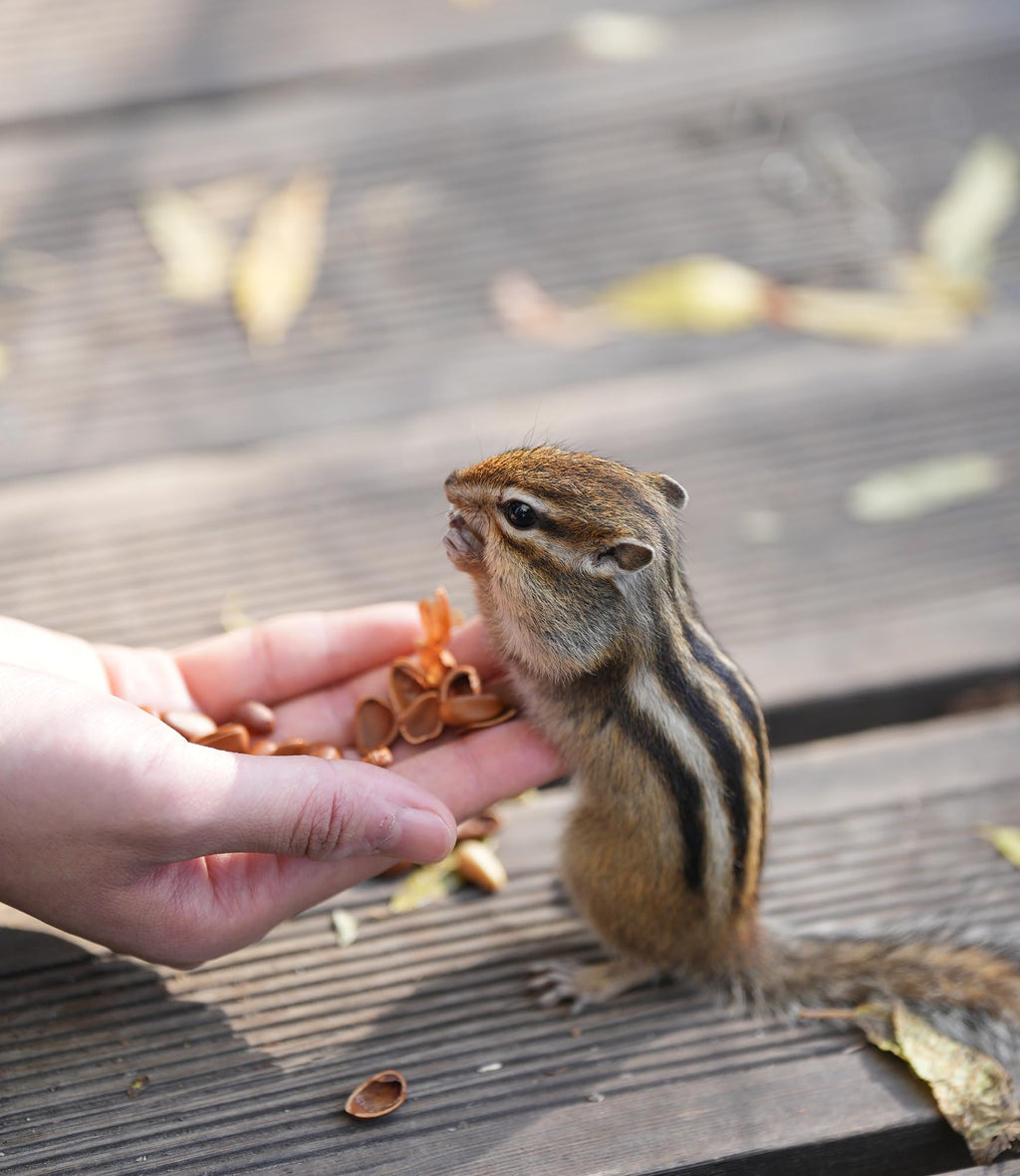 Raw Peanuts in Shell Bird & Wildlife Feed 25 lb X4451