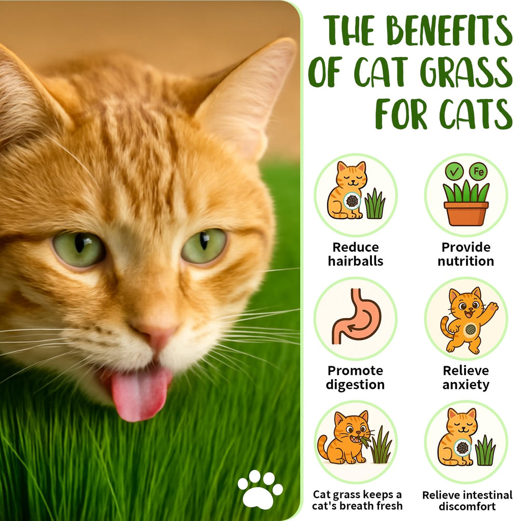 Cat Grass Growing Kit V9918