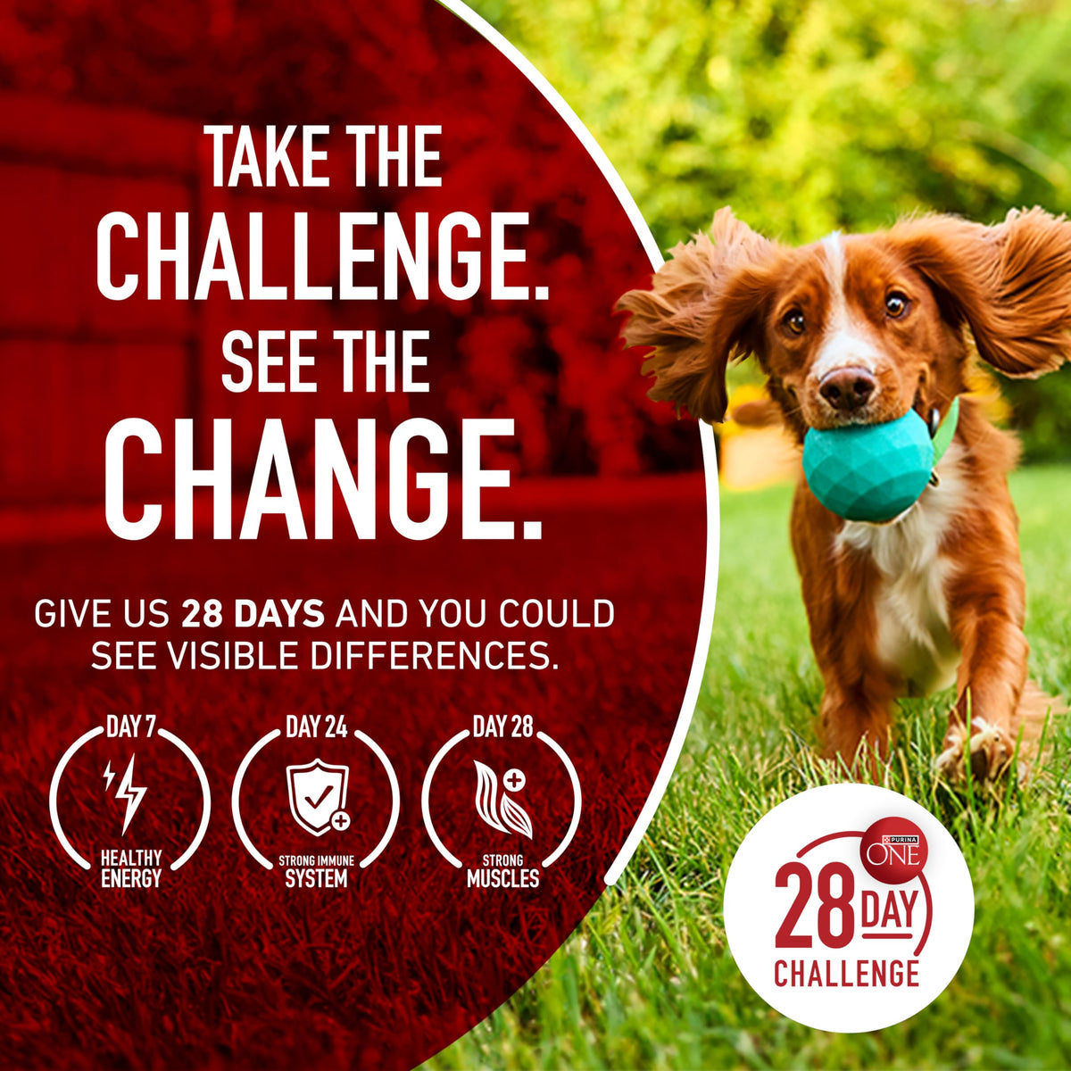 Dog Food Beef and Rice D23172