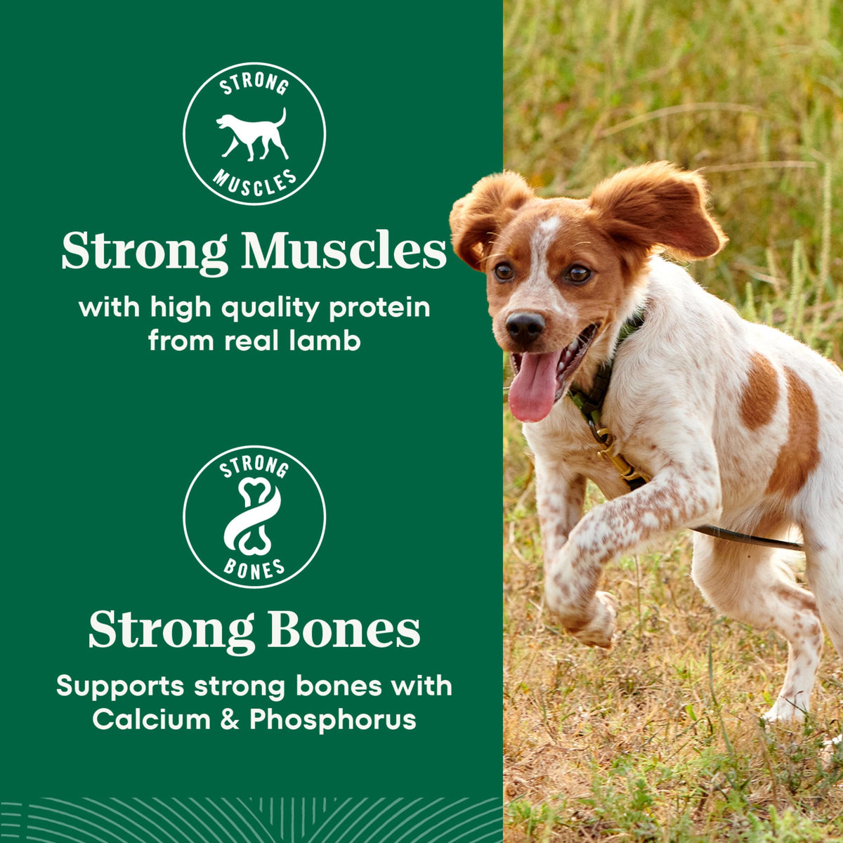 Chicken & Rice Dry Dog Food R872