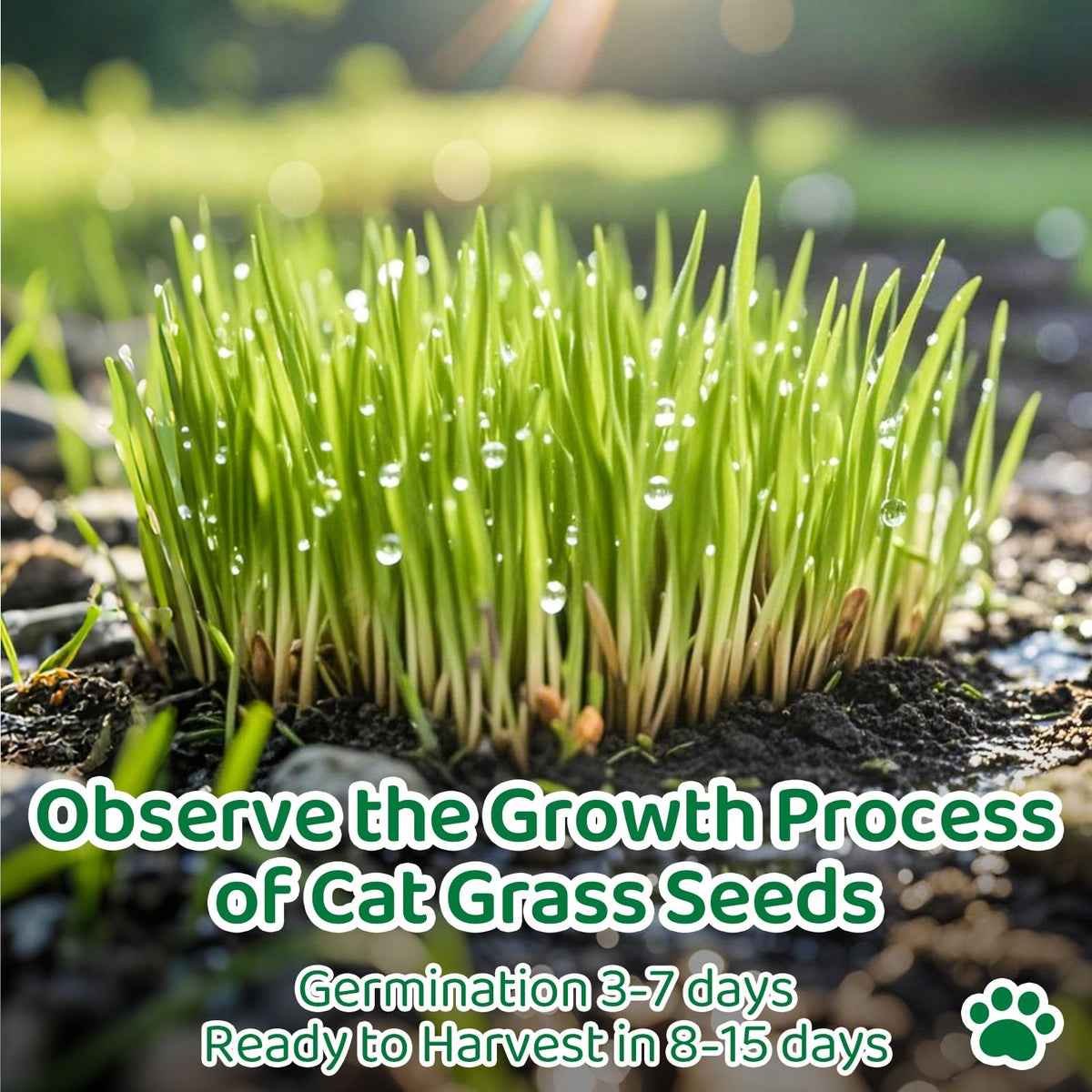Cat Grass Growing Kit V9918