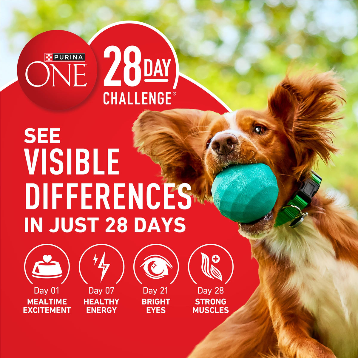 Dog Food Beef and Rice D23172